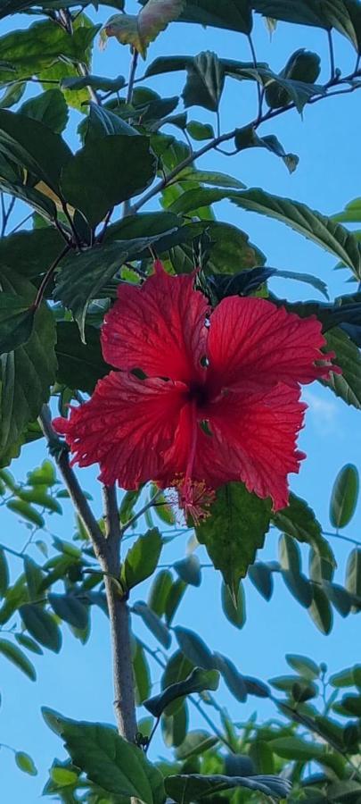 ル・カルベT2 Tropical En Bord De Piscine A 100M De La Merアパートメント エクステリア 写真